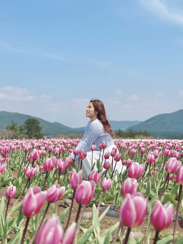 🇰🇷濟州春季限定🌷鬱金香花海