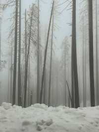 The Most Famous Trees In The World, The Towering Red Trunks Of Sequoia 🌲 