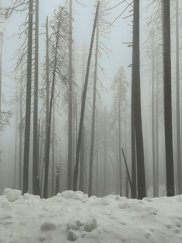 The Most Famous Trees In The World, The Towering Red Trunks Of Sequoia 🌲 