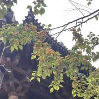 濮院古鎮｜現實版江南百景圖 🏞️