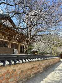 봄꽃들이 가득한 전주 향교