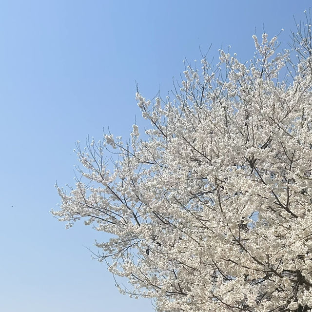 봄에 더욱 아름다운 청주 오송 🌸