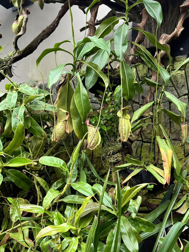 Cloud Forest — A Cool Summer Escape in Singapore’s Urban Jungle