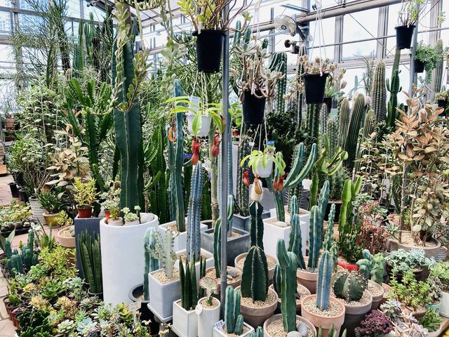 🇰🇷最大の花卸売市場〝良才洞花市場〟で花や植物に癒やされよう💐⟡.·🪴