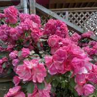 Flower Hill - Uminokamichi Seaside Park 