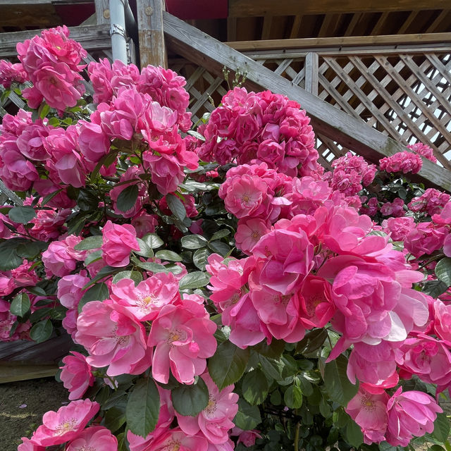 Flower Hill - Uminokamichi Seaside Park 