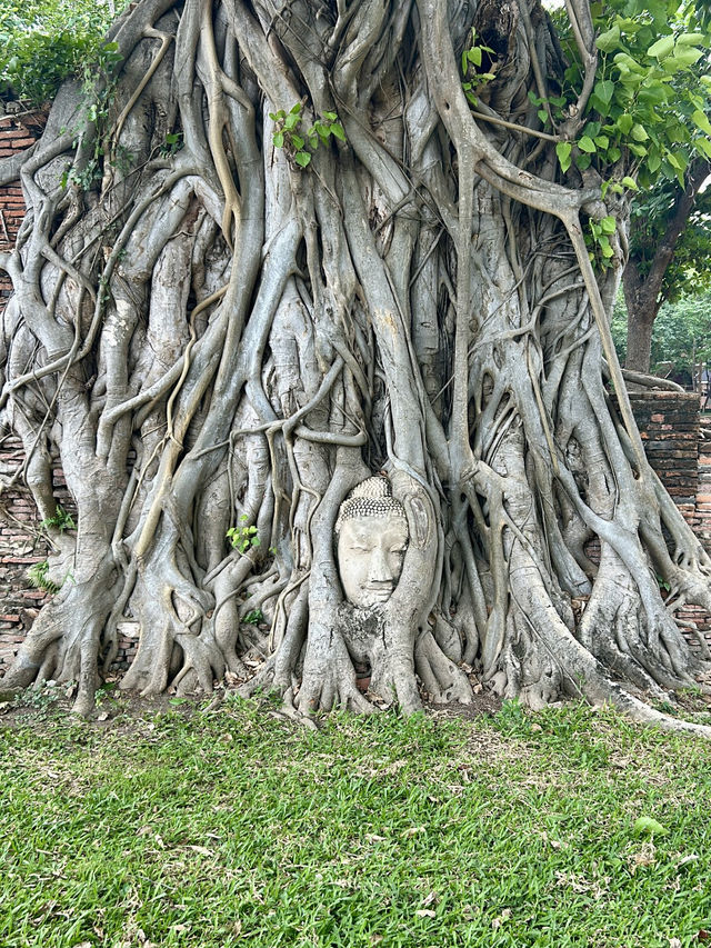 【古都を巡る】～アユタヤで寺院を巡る～