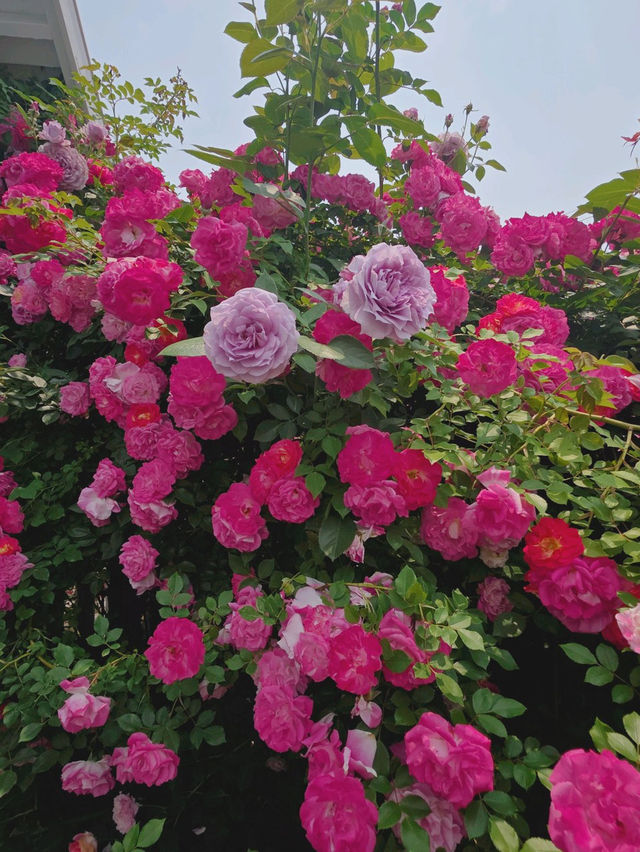 😆🌷충남 아산 여행 코스 카페플라워돔 장미 포토존