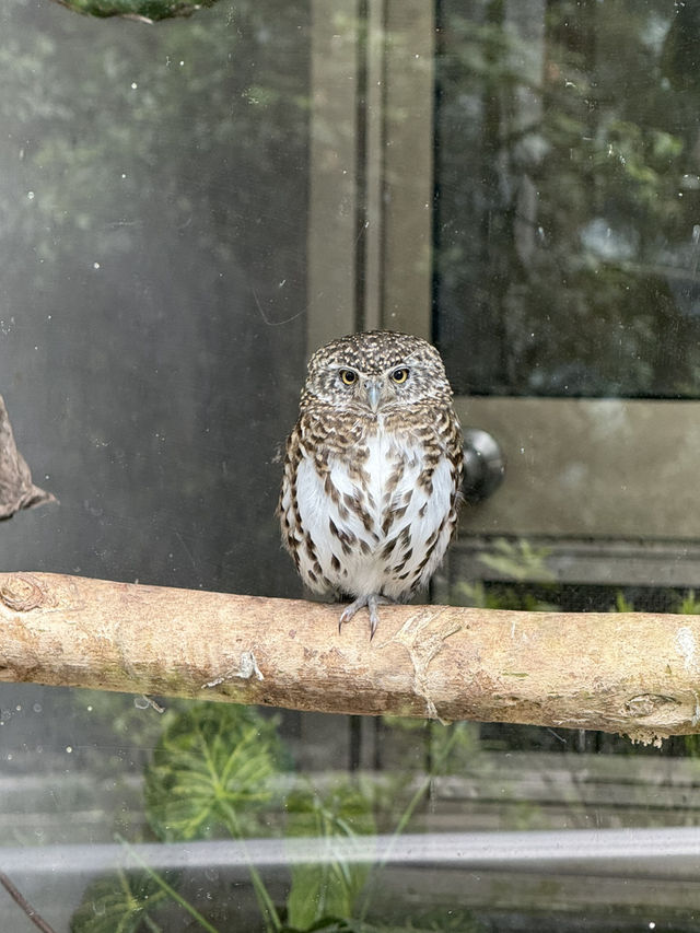 南投鹿谷｜鳳凰谷鳥園