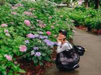 ไฮเดรนเยียบานแล้ว…ใจกลางเมืองฟุกุโอกะ🌿🌸