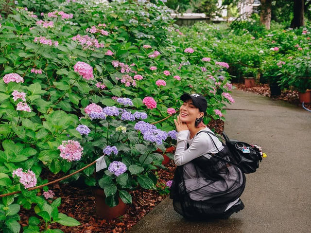 ไฮเดรนเยียบานแล้ว…ใจกลางเมืองฟุกุโอกะ🌿🌸