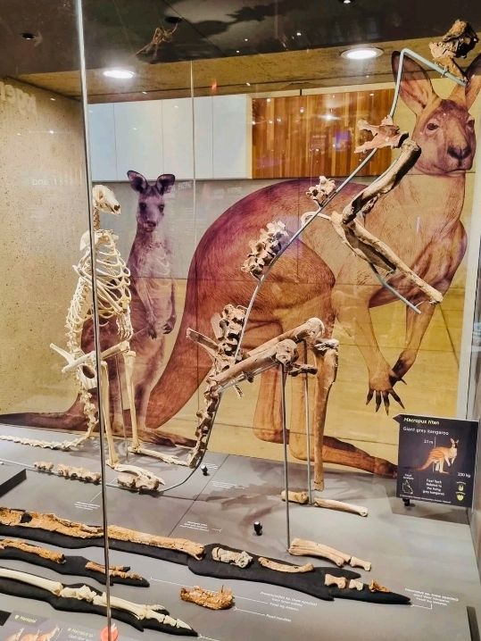 「クイーンズランド博物館クリルパ」—科学と歴史を体感できる学びの空間