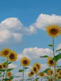 🌻 誤闖梵高的油畫｜芸上梯田向日葵花海指南