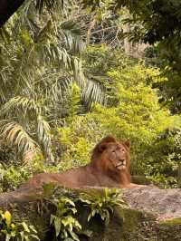 シンガポール動物園おすすめルートと攻略