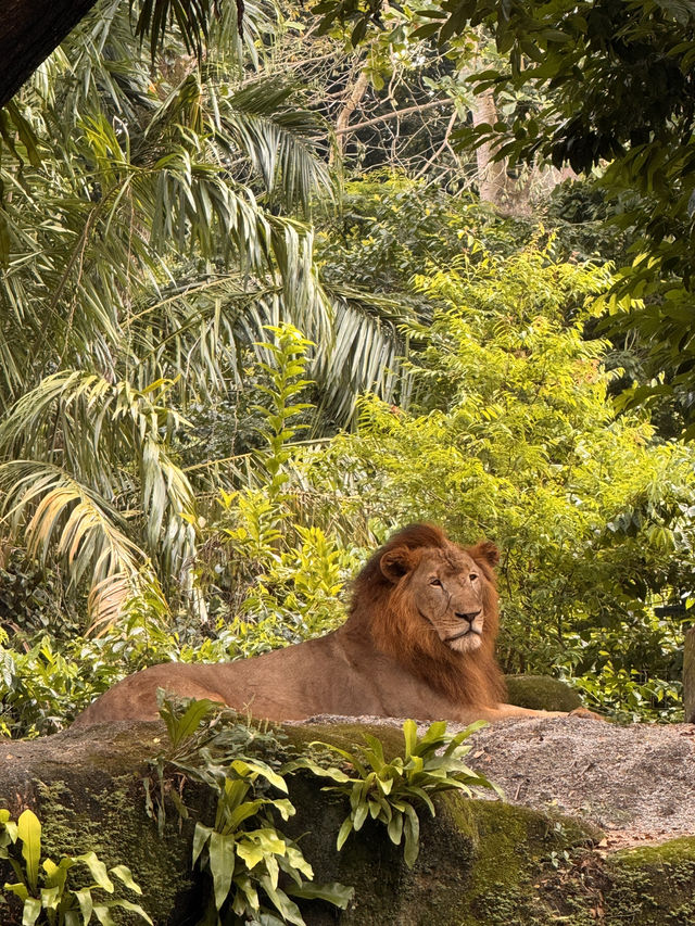 シンガポール動物園おすすめルートと攻略
