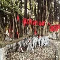 🌴 The Silent Witness: Hulishan’s Ancient Banyan Tree Whispers War & Peace!