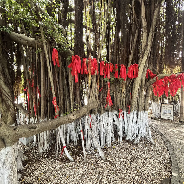 🌴 The Silent Witness: Hulishan’s Ancient Banyan Tree Whispers War & Peace!