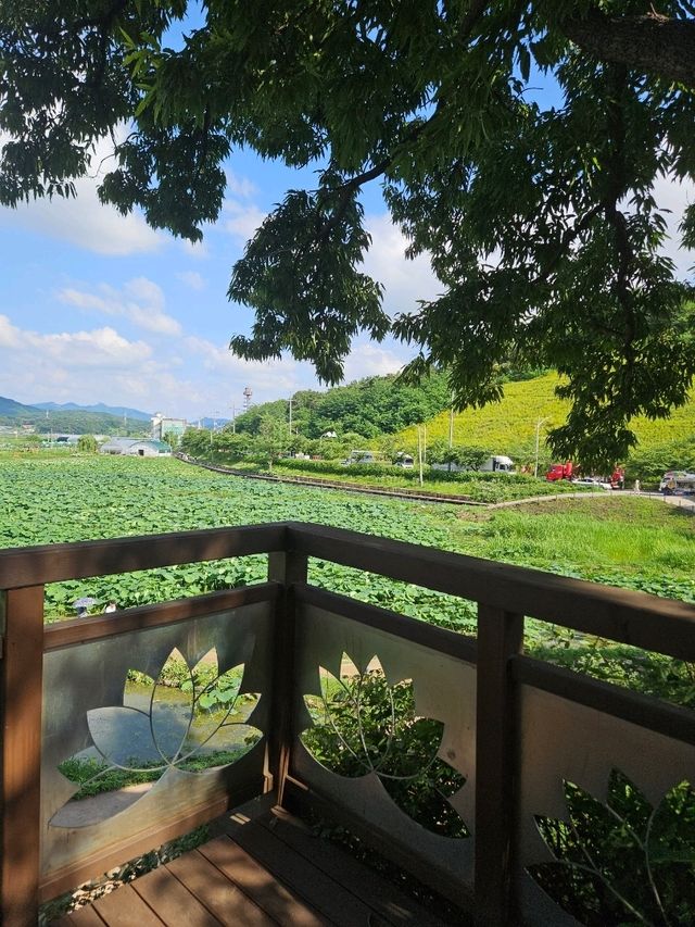 서울 근교, 연꽃 가득한 푸른 풍경을 만나보세요🌳🪷