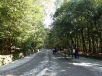 ⛩️ Sacred Stillness in Ise – A Soulful Walk Through Kotai Jingu
