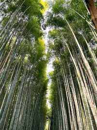 Calm Moments at Arashiyama Bamboo Grove