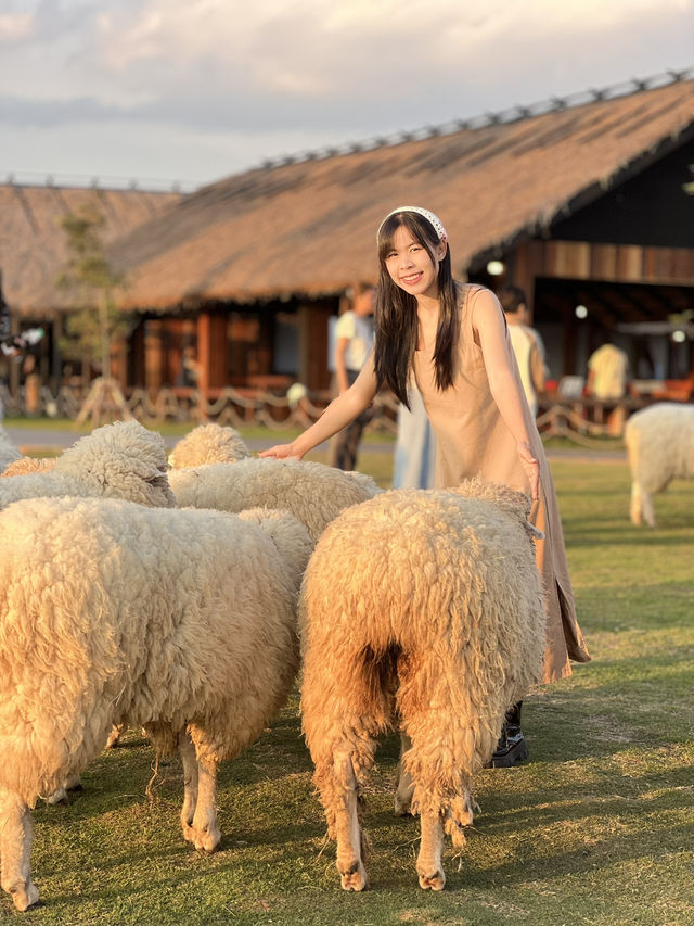 คาเฟ่  ฟาร์มแกะในเมืองเชียงราย ABONZO
