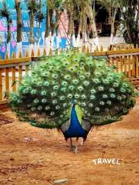 Have a fun day in this farm !! Carybaras, Alphaca!