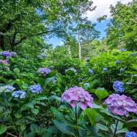 京都 | 京都府立植物園，盛夏的繡球花海
