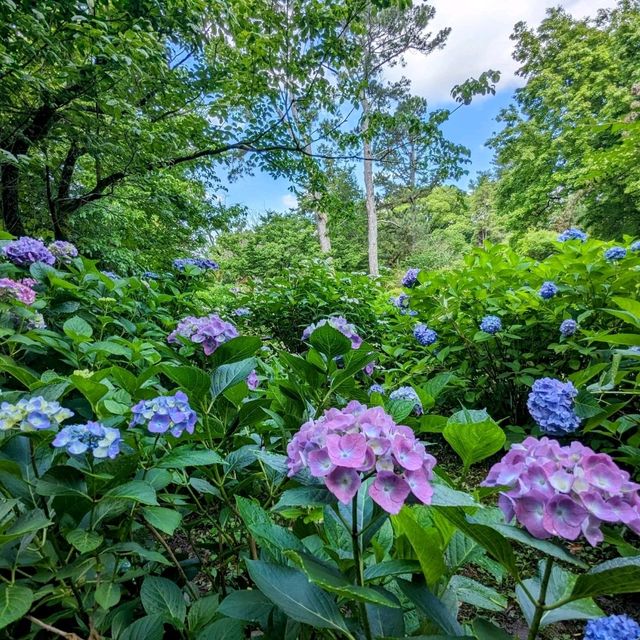 京都 | 京都府立植物園，盛夏的繡球花海