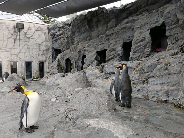 旭川巴士2日遊-常磐公園，旭山動物園