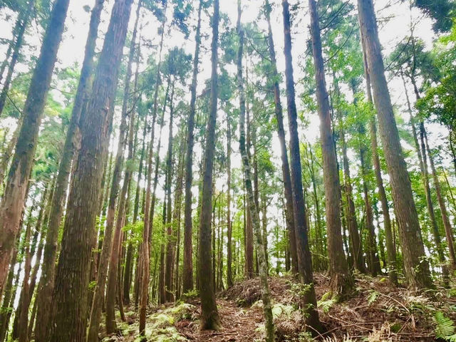 在尖石鄉Tsui Cafe凝望著飄渺山嵐及享受靜謐的午後