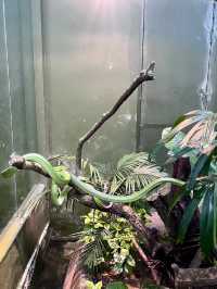 “Explore the Fascinating World of Reptiles at Rimba Reptilia”