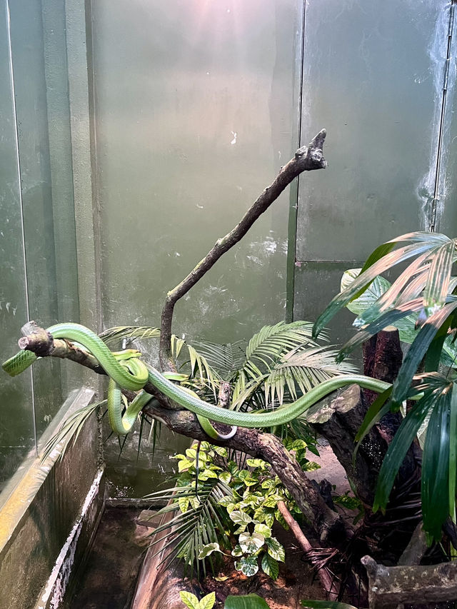 “Explore the Fascinating World of Reptiles at Rimba Reptilia”