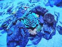 A Dive into the Deep at Aquaria KLCC