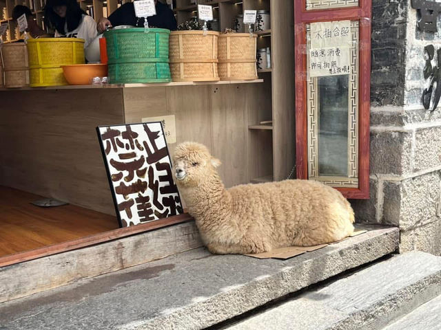 🏡✨ Step Back in Time at Xizhou Ancient Town (喜洲古镇)