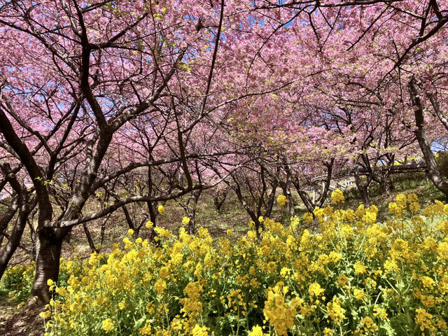 西平畑公園