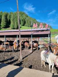 A Horseback Journey to Fairy Lake