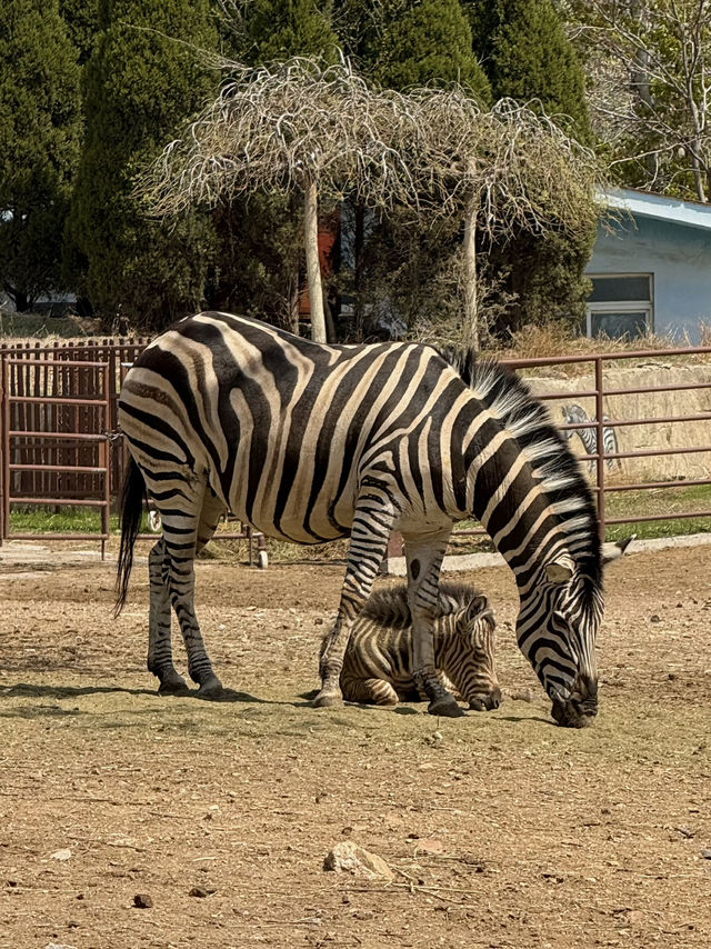 Let's chat about the zoo! 🐯