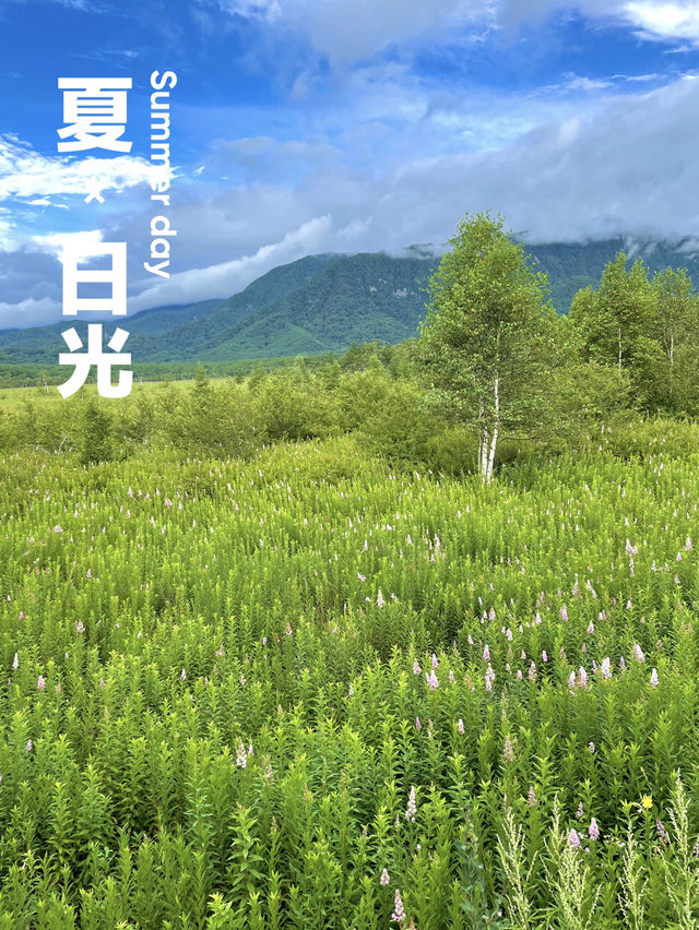 【日光】  真夏でも比較的爽快なハイキングを楽しめる・・