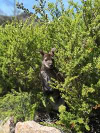6D5N Family Adventure in Tasmania – Breathtaking Views, Cool Weather & Hidden Gems! 🐨 