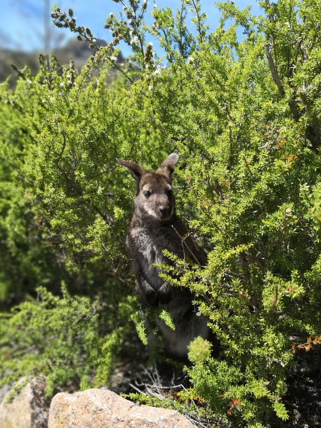 6D5N Family Adventure in Tasmania – Breathtaking Views, Cool Weather & Hidden Gems! 🐨 