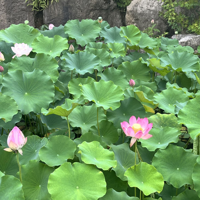 🎋 Chengdu People’s Park 成都人民公园 | A Window into Local Life
