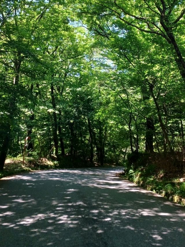 마음의 산책길