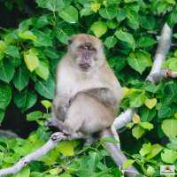 Monkey Beach  จ.กะบี่