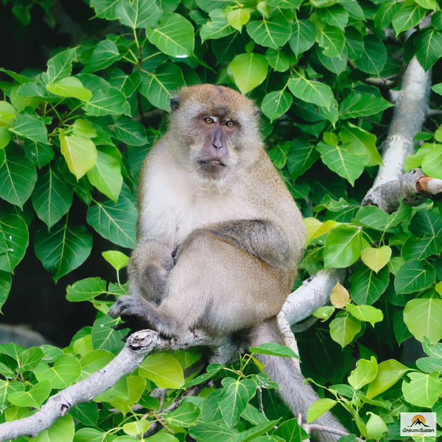 Monkey Beach  จ.กะบี่