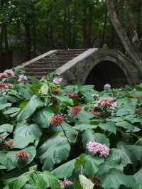 The Enigmatic "Stinkless" Stinkweed Blooms of Maojiapu