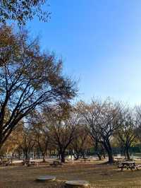 Autumn at Seoul Forest (서울숲)