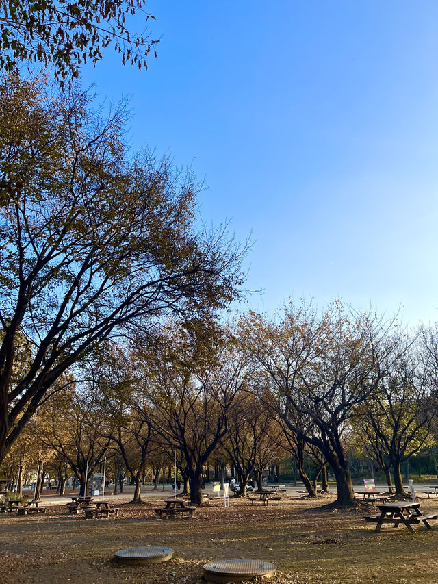 Autumn at Seoul Forest (서울숲)