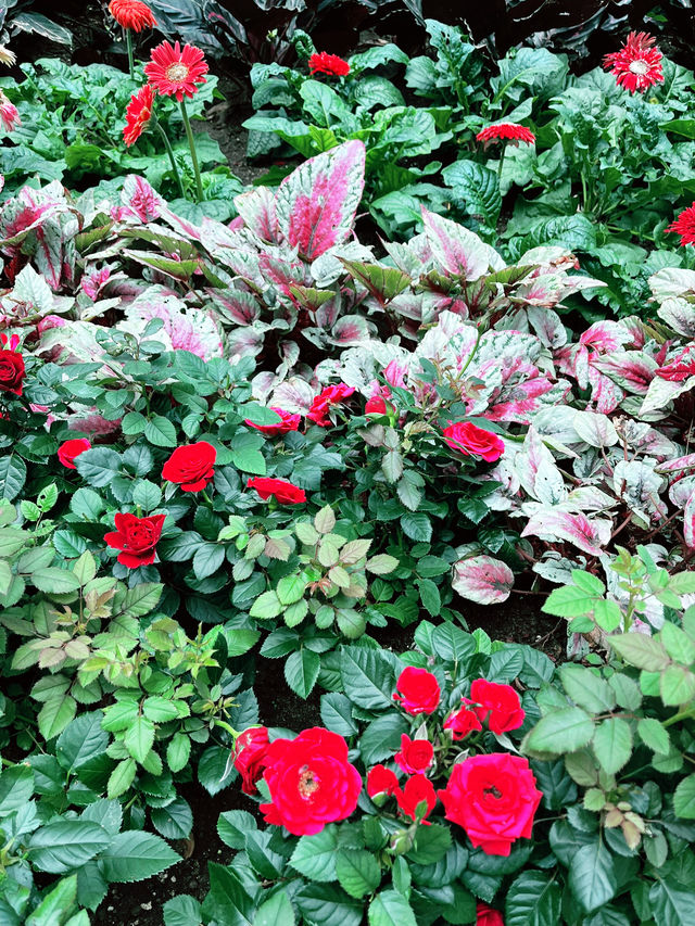 Petal Garden at Jewel Changi – Colourful Floral Wonderland