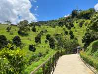 The Bentong Farm: Where Fruit Meets Fantasy