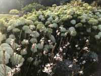 🌸 横浜新港中央広場の紫陽花から、ワールドポーターズ散策、エアキャビンで桜木町へ戻る旅
